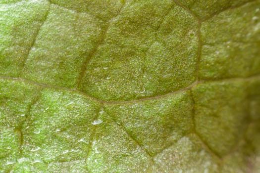 Macro of plant leaf or leaves texture surface green color in nature use for background