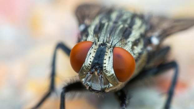 Macro of flies or fly insect close up on the leave in nature
