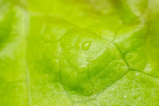 Macro of plant leaf or leaves texture surface green color in nature use for background