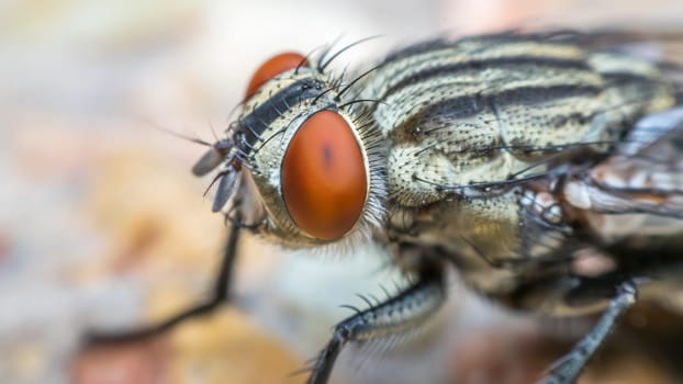 Macro of flies or fly insect close up on the leave in nature