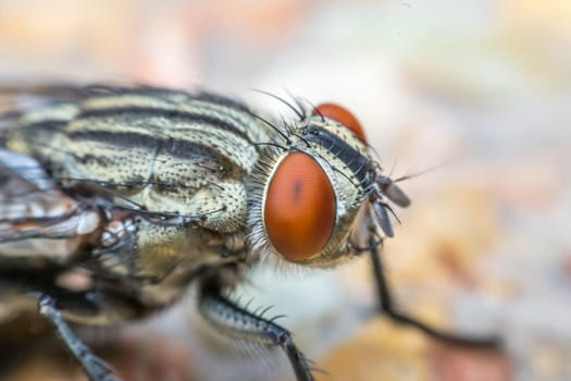 Macro of flies or fly insect close up on the leave in nature