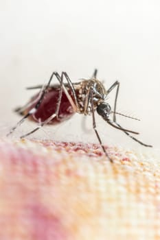 Macro of mosquito (Aedes aegypti) sucking blood close up. Mosquito is carrier of Malaria, Encephalitis, Dengue and Zika virus