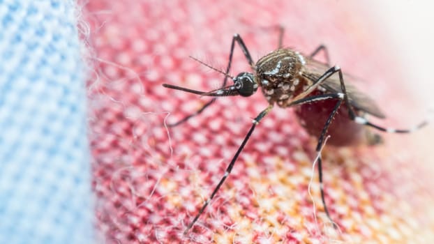 Macro of mosquito (Aedes aegypti) sucking blood close up. Mosquito is carrier of Malaria, Encephalitis, Dengue and Zika virus