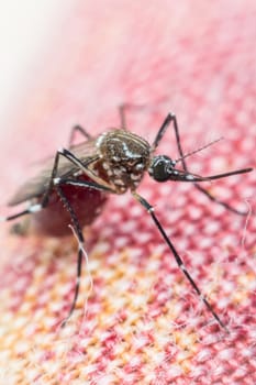 Macro of mosquito (Aedes aegypti) sucking blood close up. Mosquito is carrier of Malaria, Encephalitis, Dengue and Zika virus