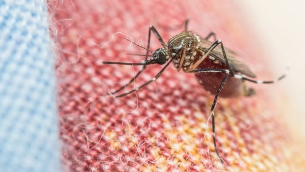 Macro of mosquito (Aedes aegypti) with blood in the stomach after sucking blood. Mosquito is carrier of Malaria; Encephalitis; Dengue and Zika virus