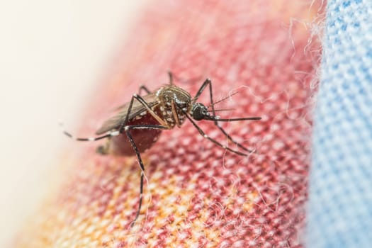 Macro of mosquito (Aedes aegypti) with blood in the stomach after sucking blood. Mosquito is carrier of Malaria; Encephalitis; Dengue and Zika virus
