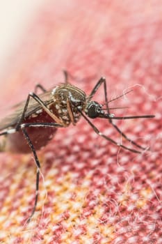 Macro of mosquito (Aedes aegypti) with blood in the stomach after sucking blood. Mosquito is carrier of Malaria; Encephalitis; Dengue and Zika virus