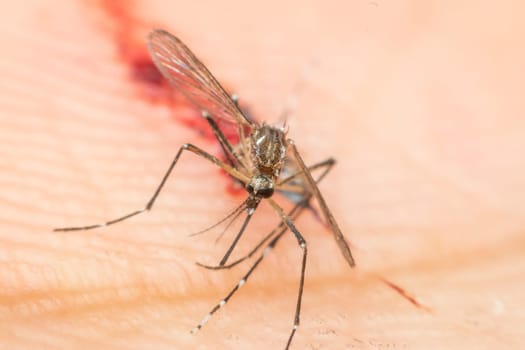 Macro of smashed mosquito (Aedes aegypti) sucking blood to died close up on the human skin. Mosquito is carrier of Malaria, Encephalitis, Dengue and Zika virus, dead