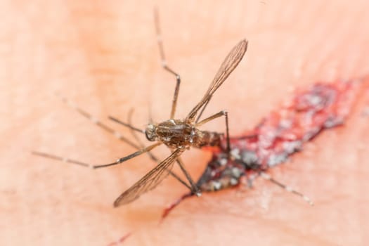 Macro of smashed mosquito (Aedes aegypti) sucking blood to died close up on the human skin. Mosquito is carrier of Malaria, Encephalitis, Dengue and Zika virus, dead