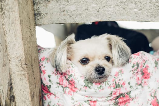 Dog so cute mixed breed with Shih-Tzu, Pomeranian and Poodle looking at something with interest on pet dog bed when vacation travel