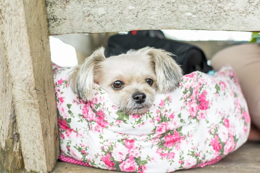 Dog so cute mixed breed with Shih-Tzu, Pomeranian and Poodle looking at something with interest on pet dog bed when vacation travel