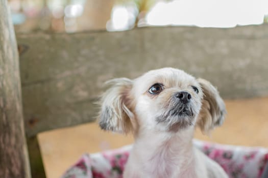 Dog so cute mixed breed with Shih-Tzu, Pomeranian and Poodle looking at something with interest on pet dog bed when vacation travel