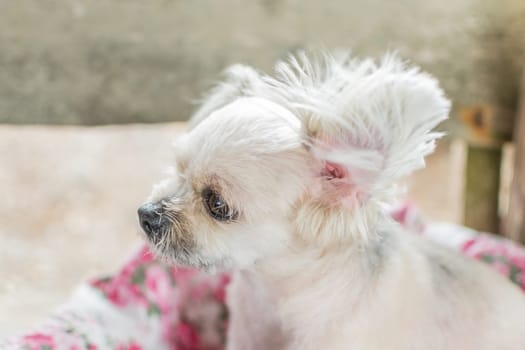Dog so cute mixed breed with Shih-Tzu, Pomeranian and Poodle looking at something with interest on pet dog bed when vacation travel