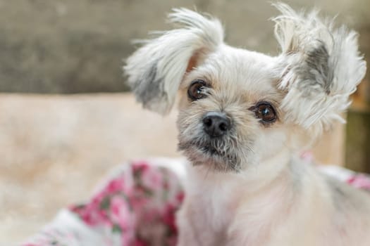 Dog so cute mixed breed with Shih-Tzu, Pomeranian and Poodle looking at something with interest on pet dog bed when vacation travel