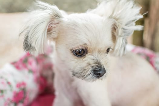 Dog so cute mixed breed with Shih-Tzu, Pomeranian and Poodle looking at something with interest on pet dog bed when vacation travel