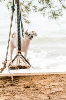 Dog so cute beige color mixed breed with Shih-Tzu, Pomeranian and Poodle  travel at beach on beach swing