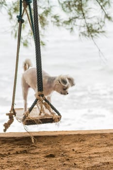Dog so cute beige color mixed breed with Shih-Tzu, Pomeranian and Poodle vacation travel at beach on beach swing