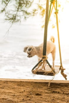 Dog so cute beige color mixed breed with Shih-Tzu, Pomeranian and Poodle vacation travel at beach on beach swing