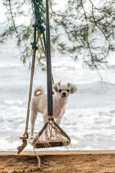 Dog so cute beige color mixed breed with Shih-Tzu, Pomeranian and Poodle vacation travel at beach on beach swing