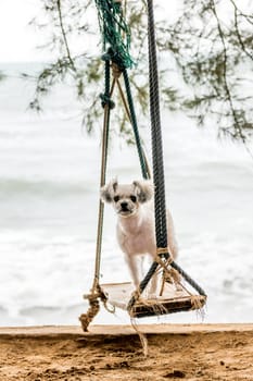 Dog so cute beige color mixed breed with Shih-Tzu, Pomeranian and Poodle  travel at beach on beach swing