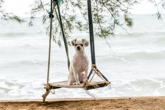 Dog so cute beige color mixed breed with Shih-Tzu, Pomeranian and Poodle  travel at beach on beach swing