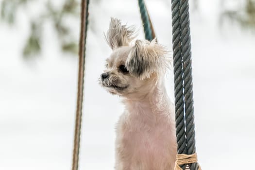 Dog so cute beige color mixed breed with Shih-Tzu, Pomeranian and Poodle  travel at beach on beach swing