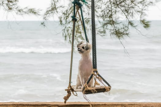 Dog so cute beige color mixed breed with Shih-Tzu, Pomeranian and Poodle vacation travel at beach on beach swing