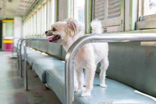 Dog so cute beige color mixed breed with Shih-Tzu, Pomeranian and Poodle on car seat inside a railway train cabin vintage style wait for vacation travel trip