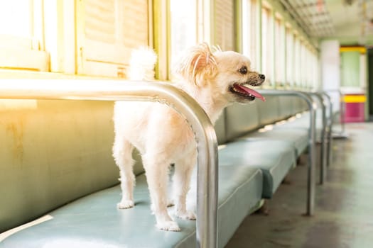 Dog so cute beige color mixed breed with Shih-Tzu, Pomeranian and Poodle on car seat inside a railway train cabin vintage style wait for vacation travel trip