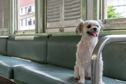 Dog so cute beige color mixed breed with Shih-Tzu, Pomeranian and Poodle travel by vintage railway train