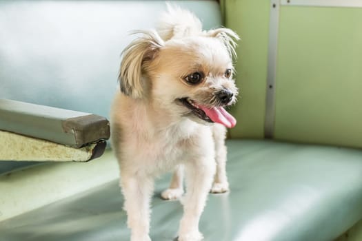 Dog so cute beige color mixed breed with Shih-Tzu, Pomeranian and Poodle on car seat inside a railway train cabin vintage style wait for vacation travel trip