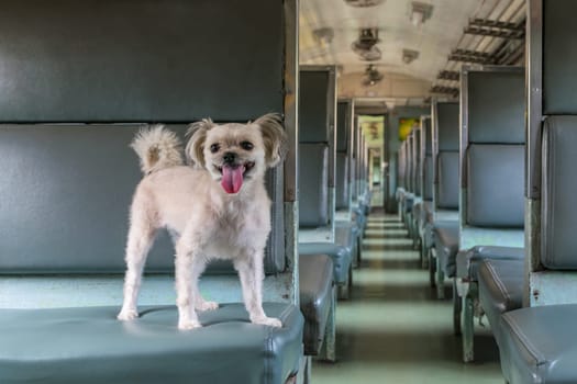 Dog so cute beige color mixed breed with Shih-Tzu, Pomeranian and Poodle on car seat inside a railway train cabin vintage style wait for vacation travel trip