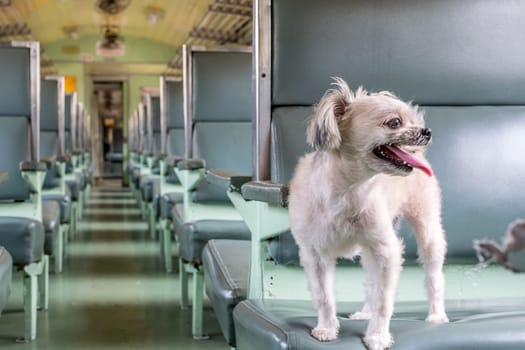 Dog so cute beige color mixed breed with Shih-Tzu, Pomeranian and Poodle travel by vintage railway train