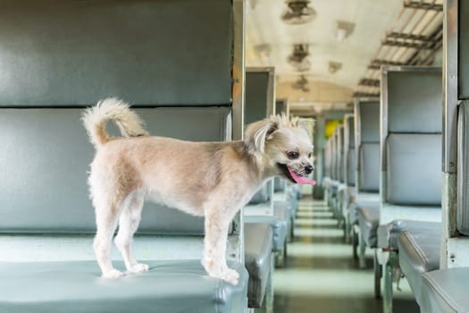 Dog so cute beige color mixed breed with Shih-Tzu, Pomeranian and Poodle on car seat inside a railway train cabin vintage style wait for vacation travel trip
