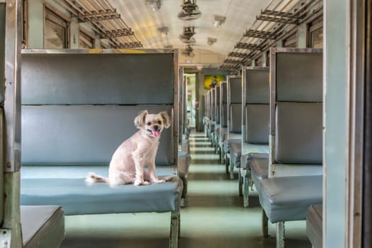 Dog so cute beige color mixed breed with Shih-Tzu, Pomeranian and Poodle on car seat inside a railway train cabin vintage style wait for vacation travel trip