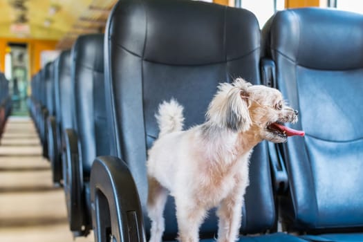 Dog so cute beige color mixed breed with Shih-Tzu, Pomeranian and Poodle on car seat inside a railway train cabin vintage style wait for vacation travel trip