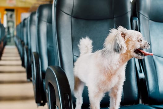 Dog so cute beige color mixed breed with Shih-Tzu, Pomeranian and Poodle on car seat inside a railway train cabin vintage style wait for vacation travel trip