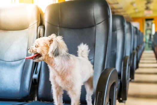 Dog so cute beige color mixed breed with Shih-Tzu, Pomeranian and Poodle on car seat inside a railway train cabin vintage style wait for vacation travel trip