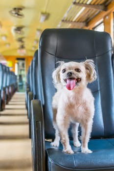 Dog so cute beige color mixed breed with Shih-Tzu, Pomeranian and Poodle on car seat inside a railway train cabin vintage style wait for vacation travel trip