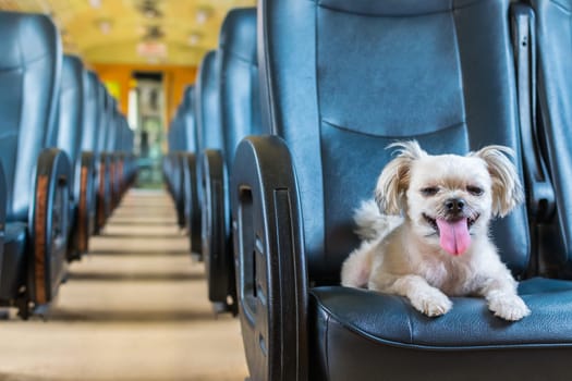 Dog so cute beige color mixed breed with Shih-Tzu, Pomeranian and Poodle on car seat inside a railway train cabin vintage style wait for vacation travel trip