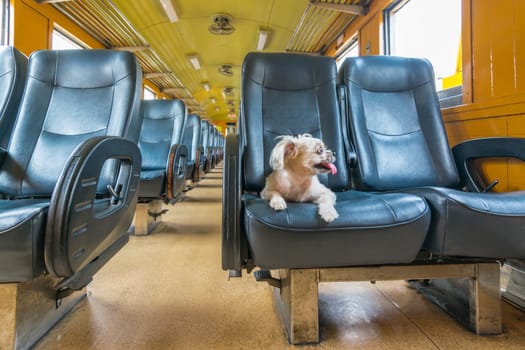 Dog so cute beige color mixed breed with Shih-Tzu, Pomeranian and Poodle on car seat inside a railway train cabin vintage style wait for vacation travel trip