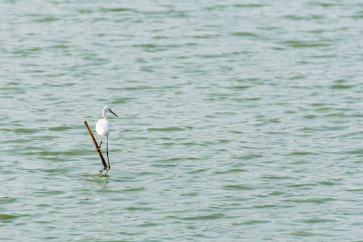 Bird (Heron, Bittern or Egret) white color in a pond or water in a nature wild