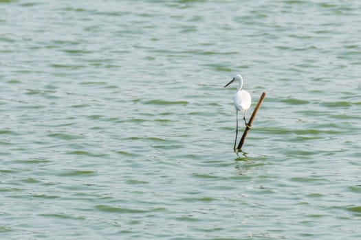 Bird (Heron, Bittern or Egret) white color in a pond or water in a nature wild