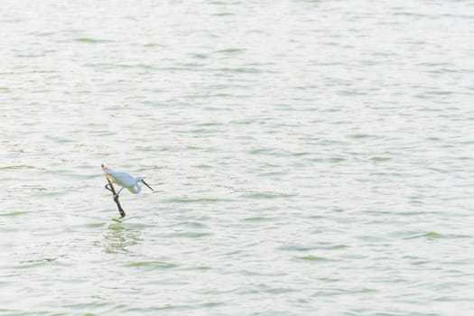 Bird (Heron, Bittern or Egret) white color in a pond or water in a nature wild