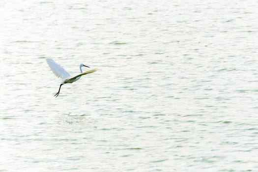 Bird (Heron, Bittern or Egret) white color in a park pond
