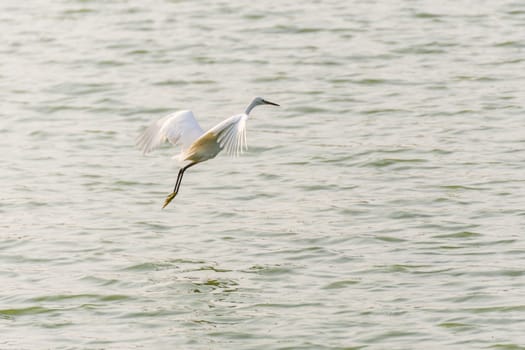 Bird (Heron, Bittern or Egret) white color in a pond or water in a nature wild