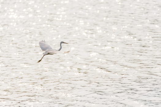 Bird (Heron, Bittern or Egret) white color in a pond or water in a nature wild