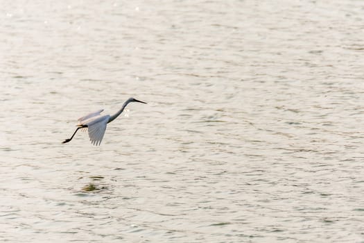Bird (Heron, Bittern or Egret) white color in a park pond