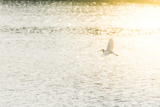 Bird (Heron, Bittern or Egret) white color in a pond or water in a nature wild