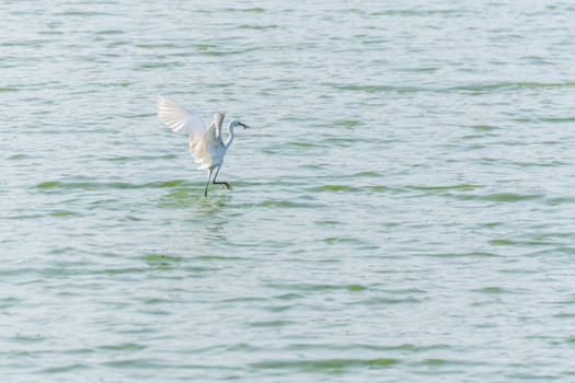 Bird (Heron, Bittern or Egret) white color in a pond or water in a nature wild